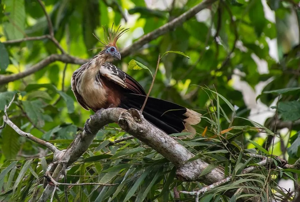 The Grand Peru Galapagos Adventure