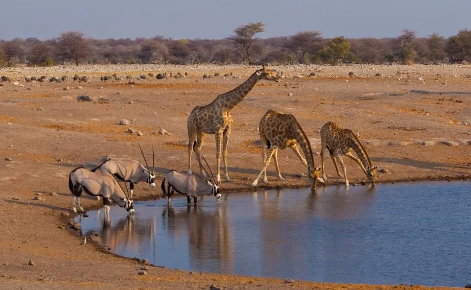 Great Rovos Rail Journey from Victoria Falls to the Cape