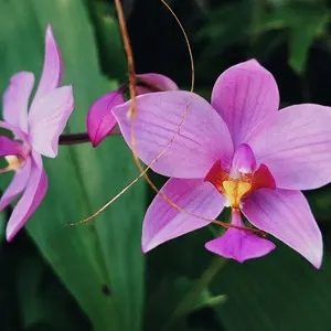 orchids at the botanical garden