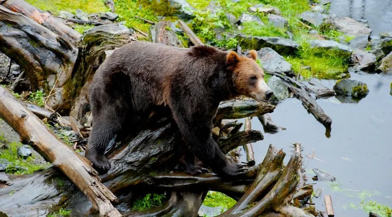 Alaska