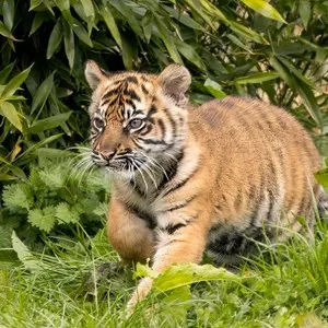 Chester Zoo