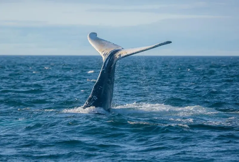 Nova Scotia