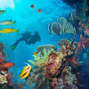 Scuba Diving