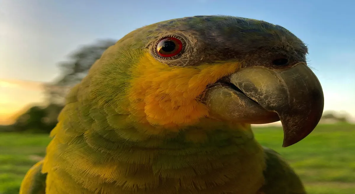Peruvian Amazon Lodge Escapade
