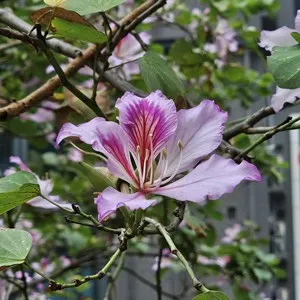 Bauhinia is the city flower of Hong Kong
